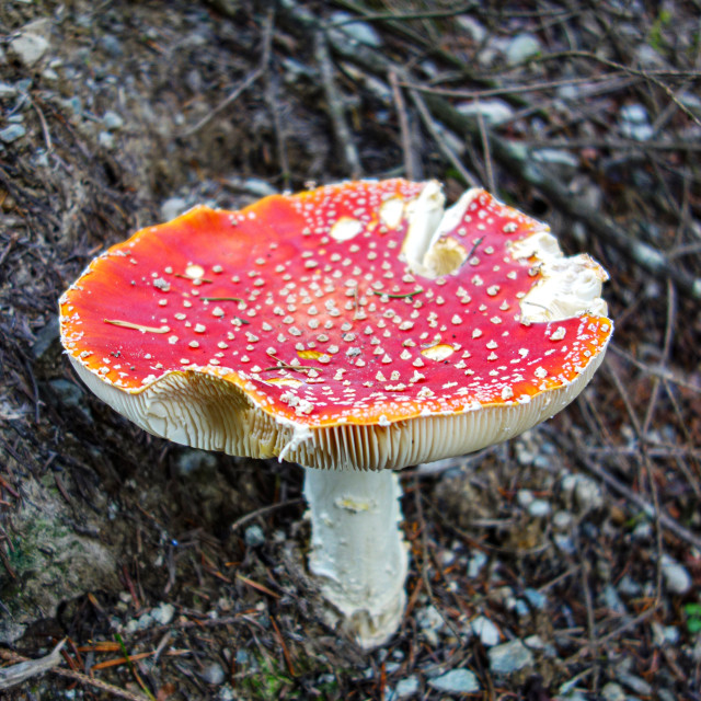 "Red Toadstool" stock image