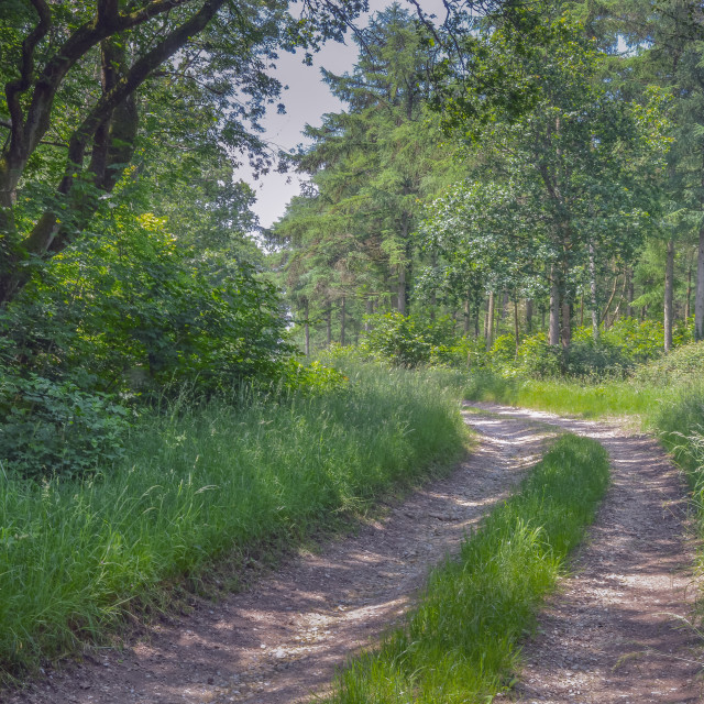 "A Farm Track Through Woods In Summer" stock image