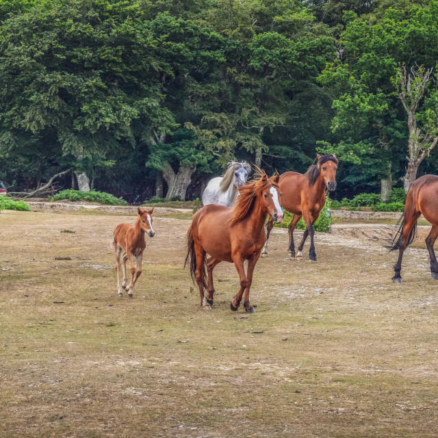 "New Forest Ponies Running Wild" stock image