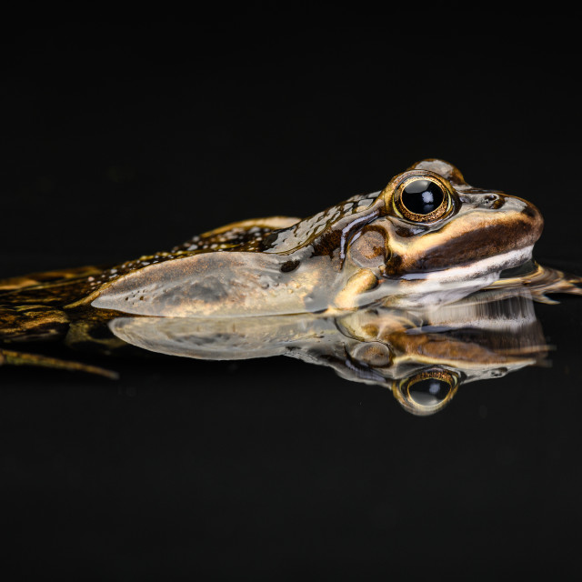 "Edible Frog - Swimming" stock image