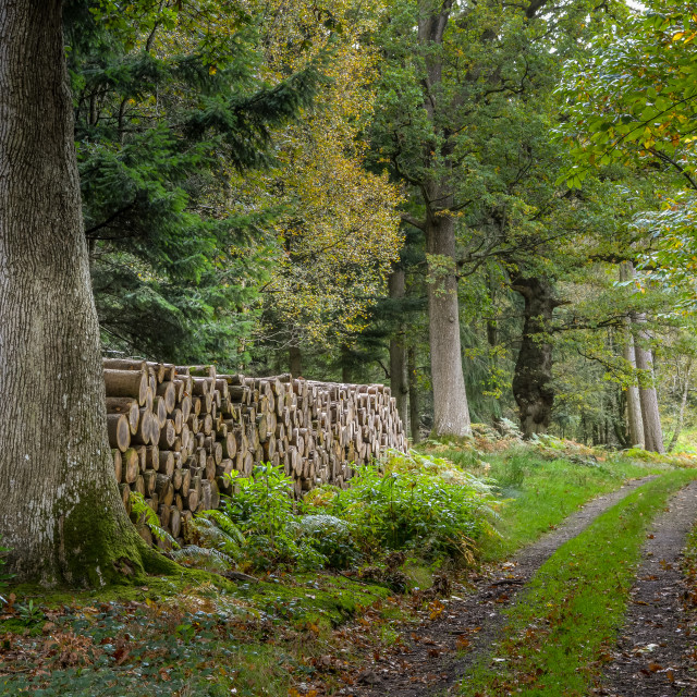 "A Track In The Woods - Wiltshire, England" stock image