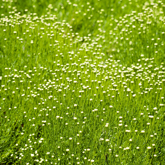 "Tall Grass With White Flowers Moving With the Wind" stock image