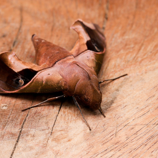 "The sphinx moth (Sphingidae)" stock image