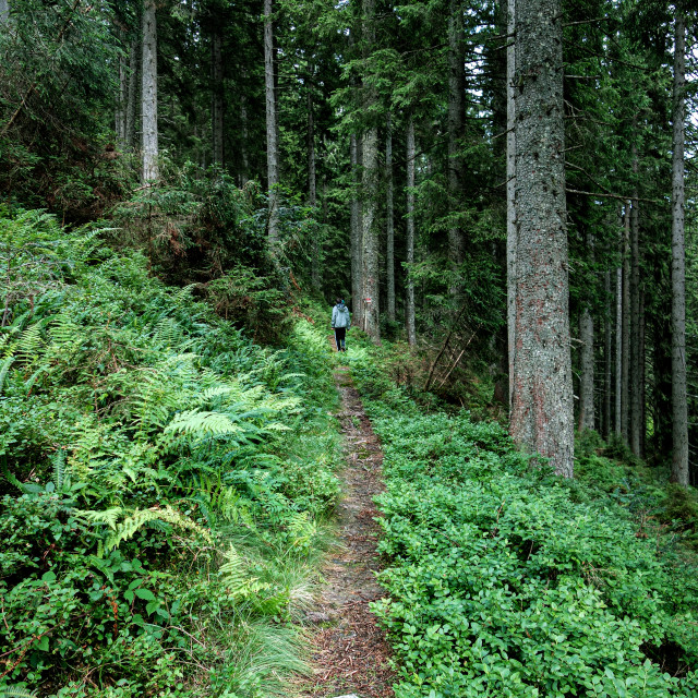 "Forest trail" stock image