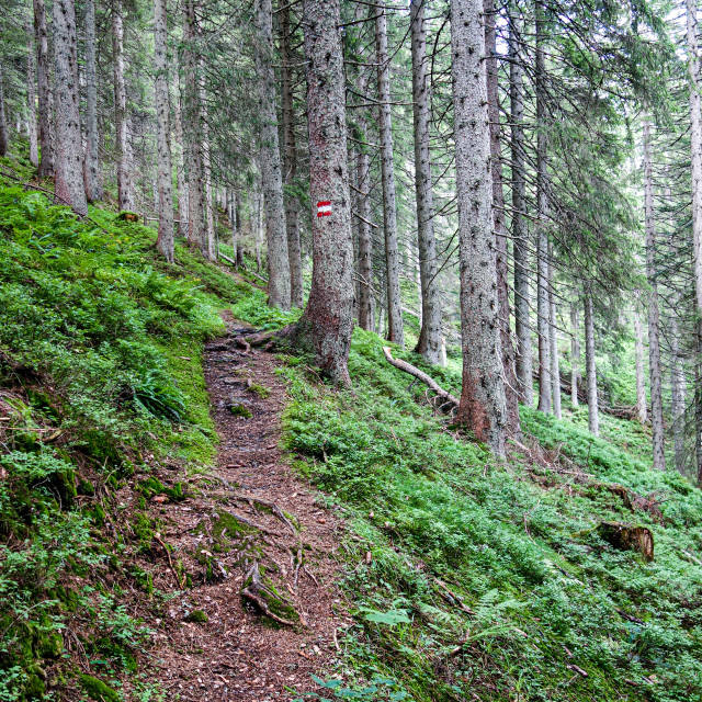 "A walk in the woods" stock image