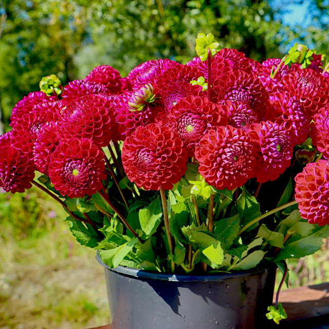 "Flowers cultivation in Bavaria: perfect dahlia flower heads harvested in..." stock image