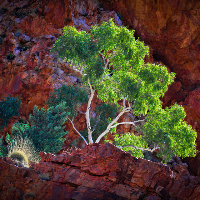 "Ghost Gum Red Centre" stock image