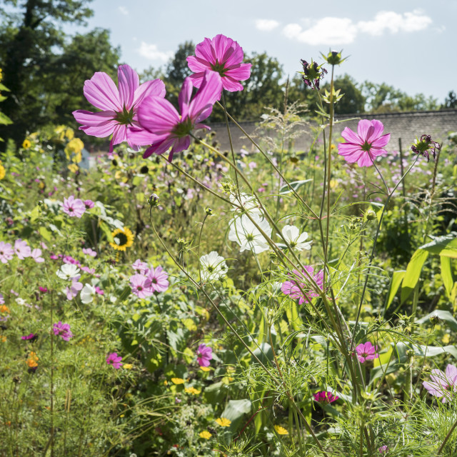 "Urban Gardening" stock image