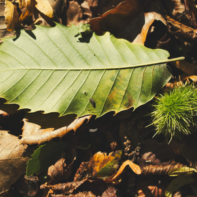 "Chestnuts falling" stock image