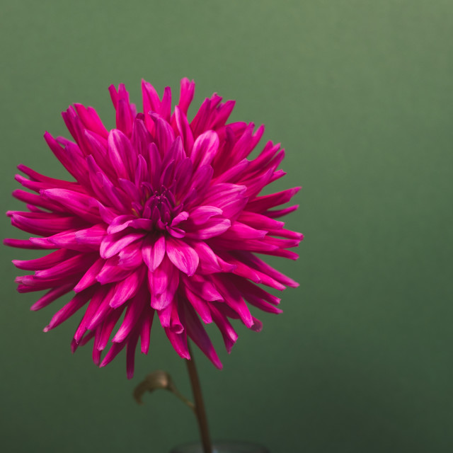 "Purple Cactus Dahlia" stock image