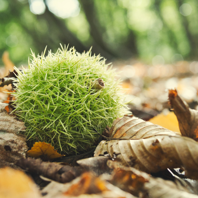 "Sweet Chestnut" by James Peck - $1.21 "Sweet Chestnut" stock image