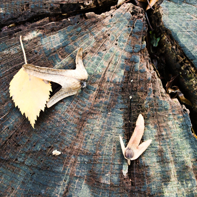 "Old Log" by James Peck - $1.21 "Old Log" stock image
