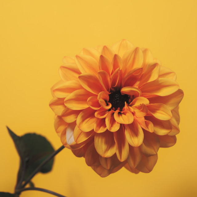 "Yellow Dahlia" stock image