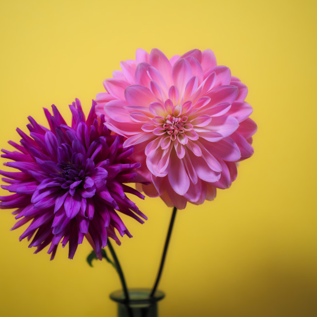 "Dahlia Dahlia" stock image