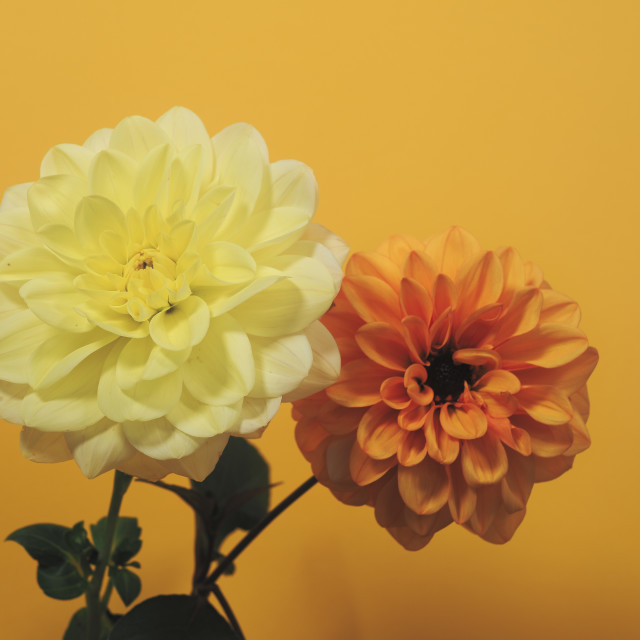 "Yellow" by James Peck - $1.21 "Yellow" stock image
