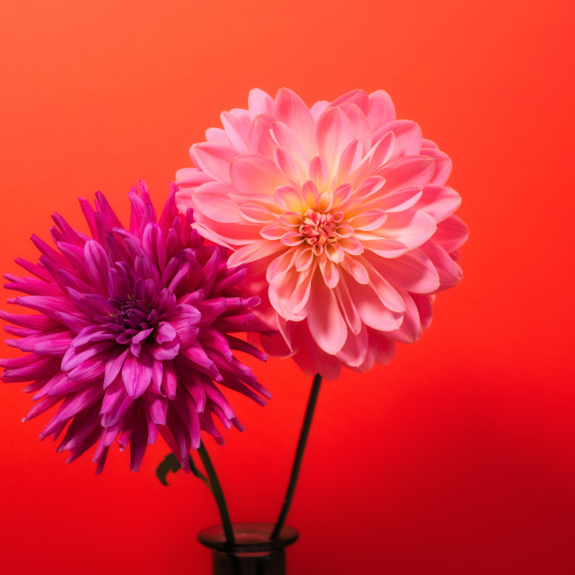 "Dahlia Delight" stock image