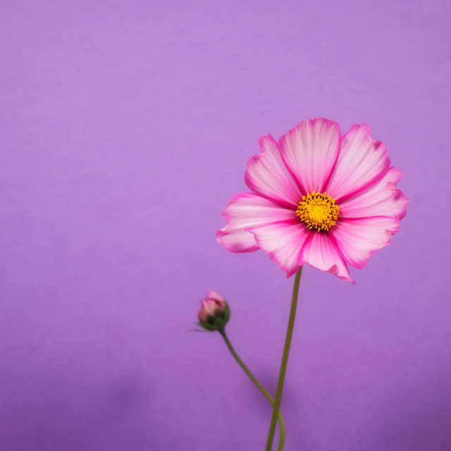 "Cosmos" by James Peck - $1.21 "Cosmos" stock image