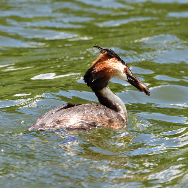 "Great Crested Grebe" stock image