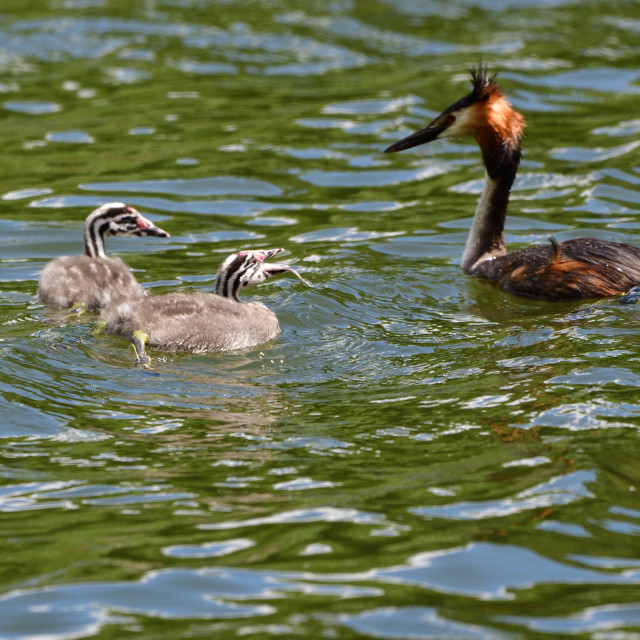 "Great Crested Grebe feeding it's young." stock image