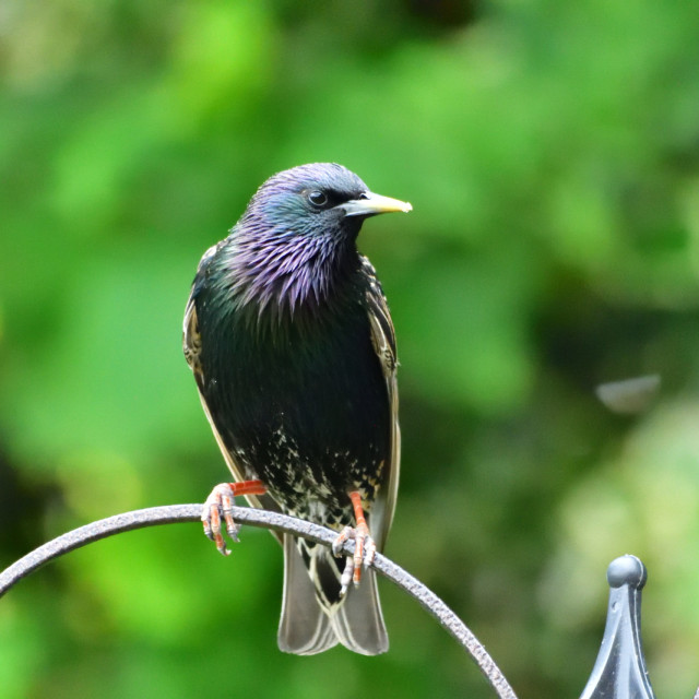 "Starling Plumage" stock image