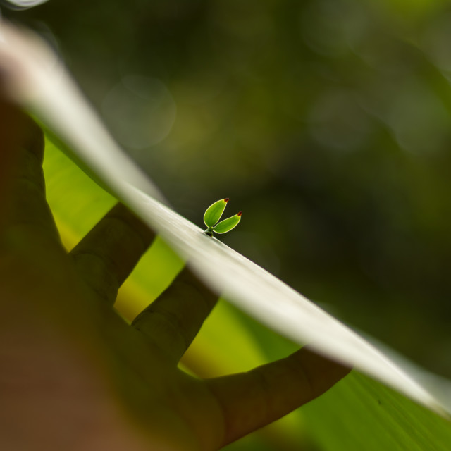 "The seed of erva-de-passarinho (mistletoe, Struthanthus flexicaulis)" stock image