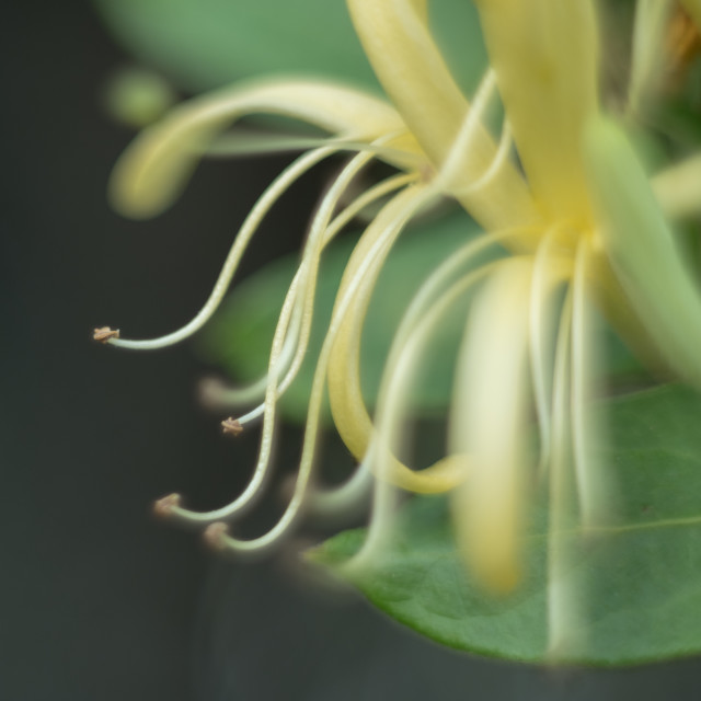 "Honeysuckle Flower" stock image