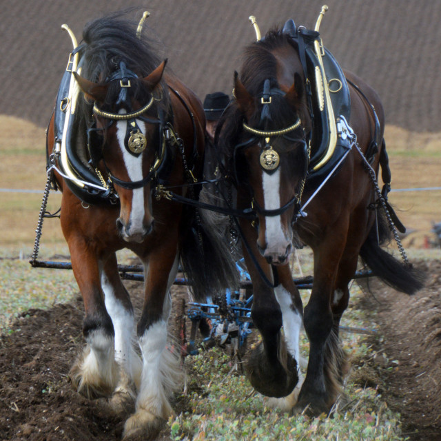 "Here Come The Heavy Horses" stock image