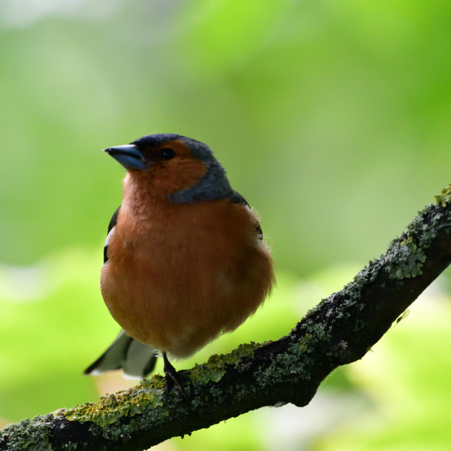 "Bullfinch" stock image