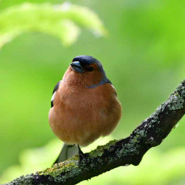 "Bullfinch" stock image