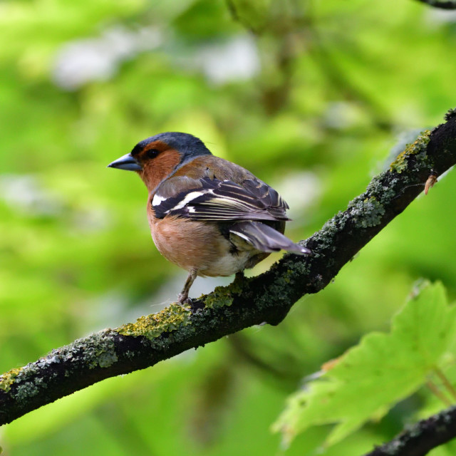 "Bullfinch" stock image