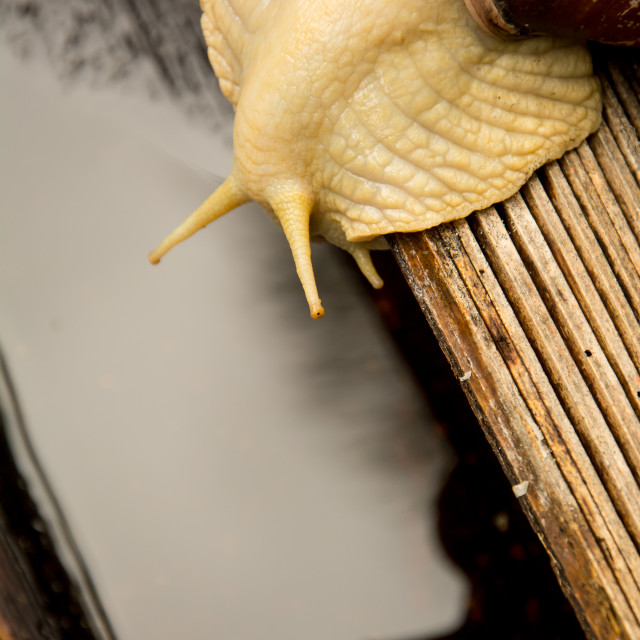 "The brazilian giant snail (aruá-do-mato or guacará; Megalobulimus oblongus)" stock image