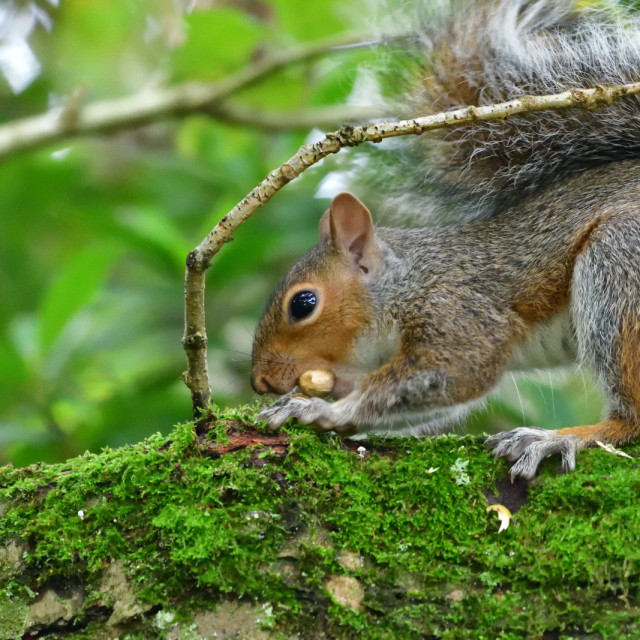 "Grey Squirrel" stock image