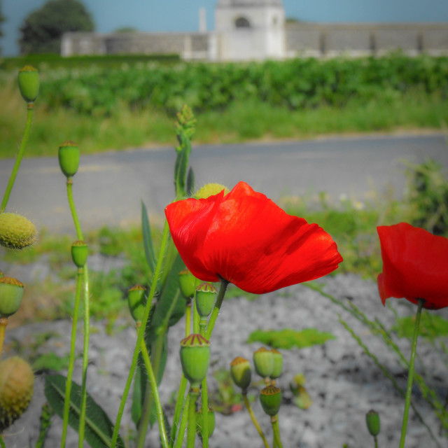 "Tyne Cot Military Cemetery Poppy" stock image
