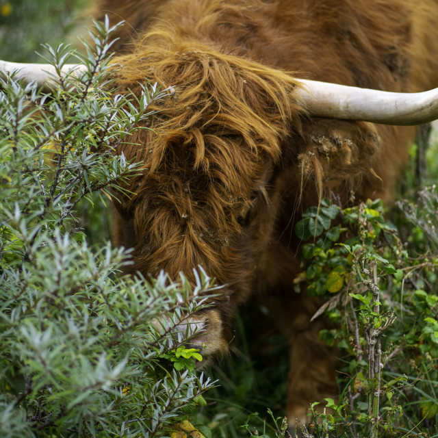 "Scottish Highlander Bull" by frederik enneman - £20.00 "Scottish Highlander Bull" stock image