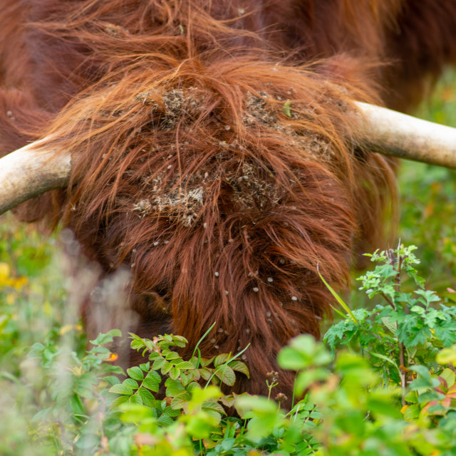 "Scottish Highlander Bull" by frederik enneman - £20.00 "Scottish Highlander Bull" stock image