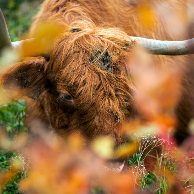 "Scottish Highlander Bull" by frederik enneman - £20.00 "Scottish Highlander Bull" stock image