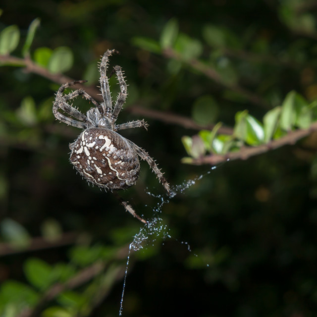 "Garden Spider" stock image