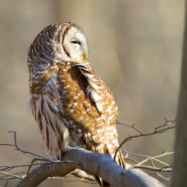 "Barred Owl in the Evening" stock image