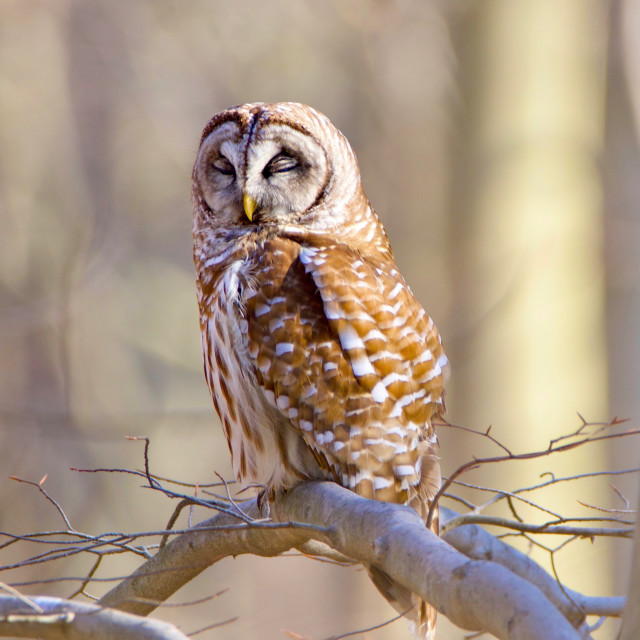 "Sleeping Owl" stock image