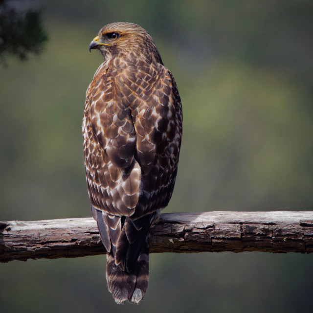 "Red Shouldered Hawk" stock image