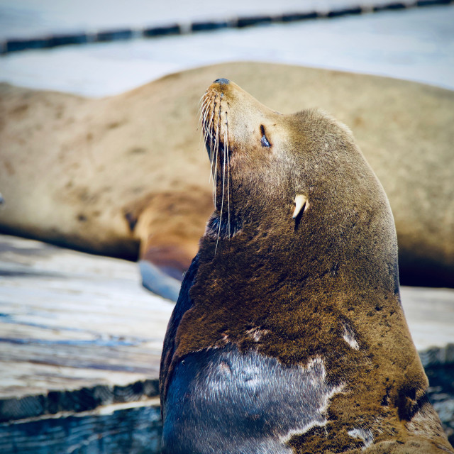 "Sea Lion" stock image