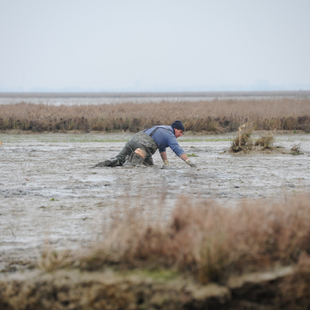 "Venice clam fishing" stock image