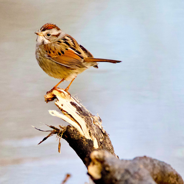 "Swamp Sparrow" stock image