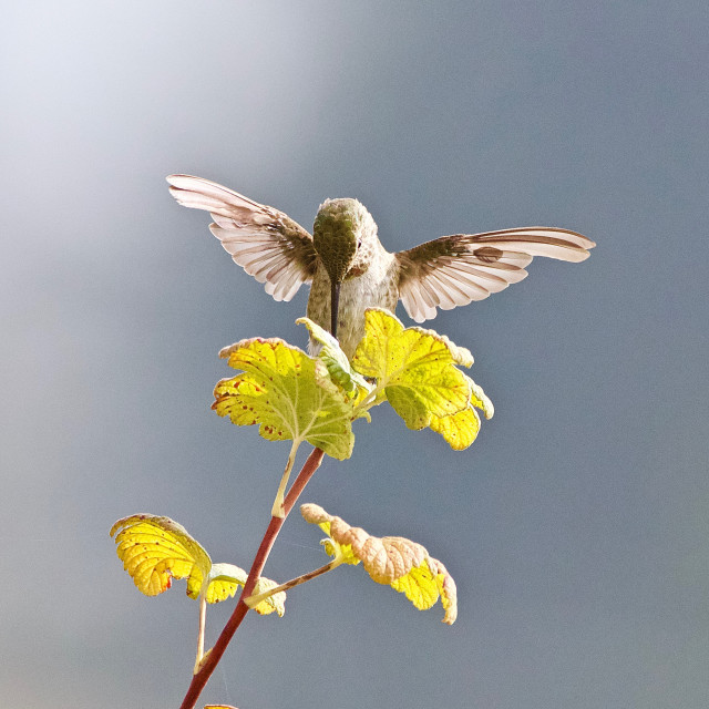 "Ruby-throated Hummingbird" stock image