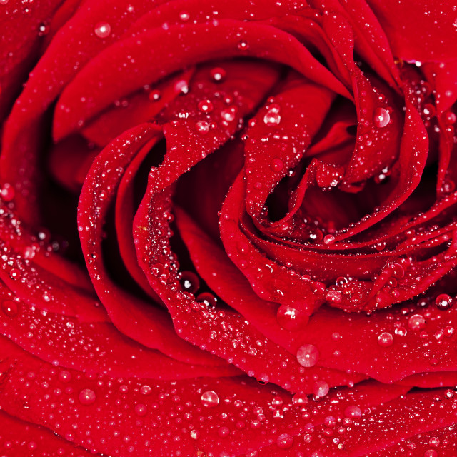 "Sparkling Rose" stock image