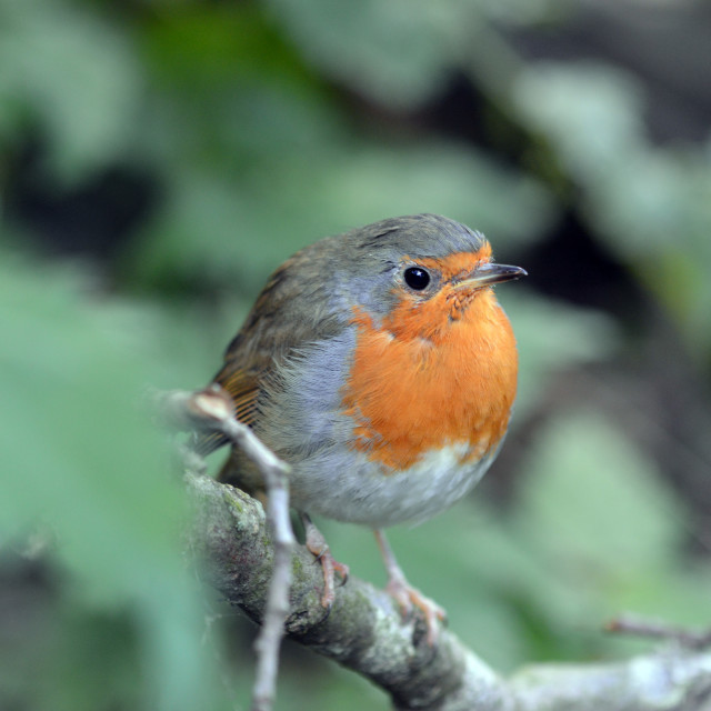 "Robin #3" stock image