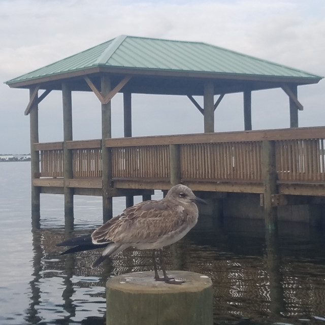 "Birds of the Indian River" by Janille Eclavea - $6.20 "Birds of the Indian River" stock image