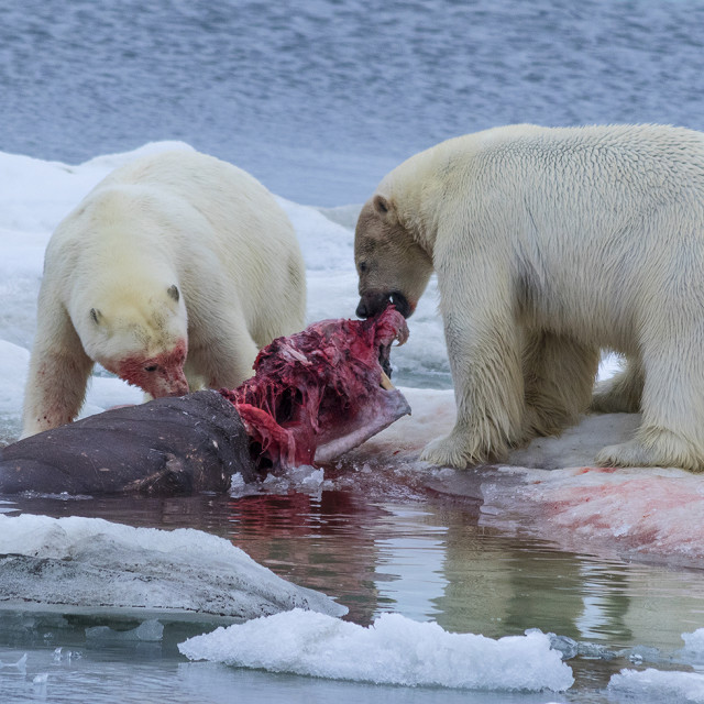 "Walrus Kill" stock image