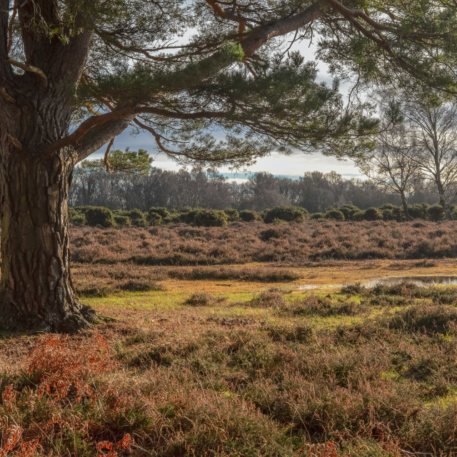 "Early Autumn In The New Forest" stock image