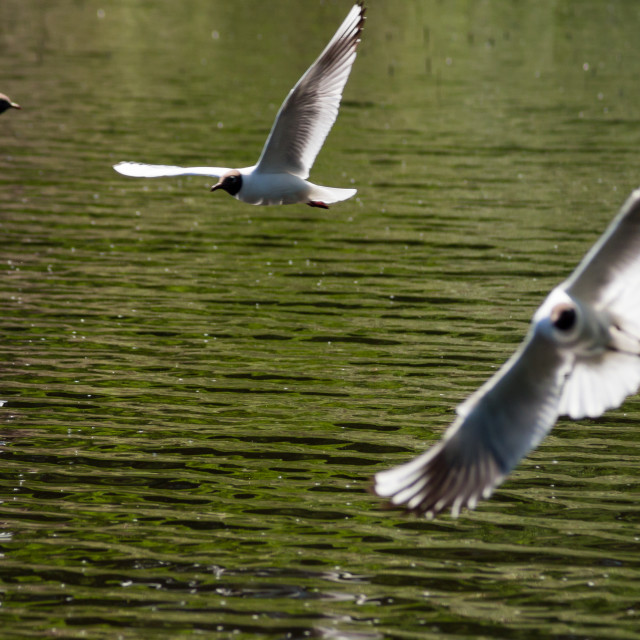 "Black-headed Gulls Hunting Mayfly" stock image